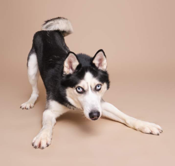 Photo of Nanuk