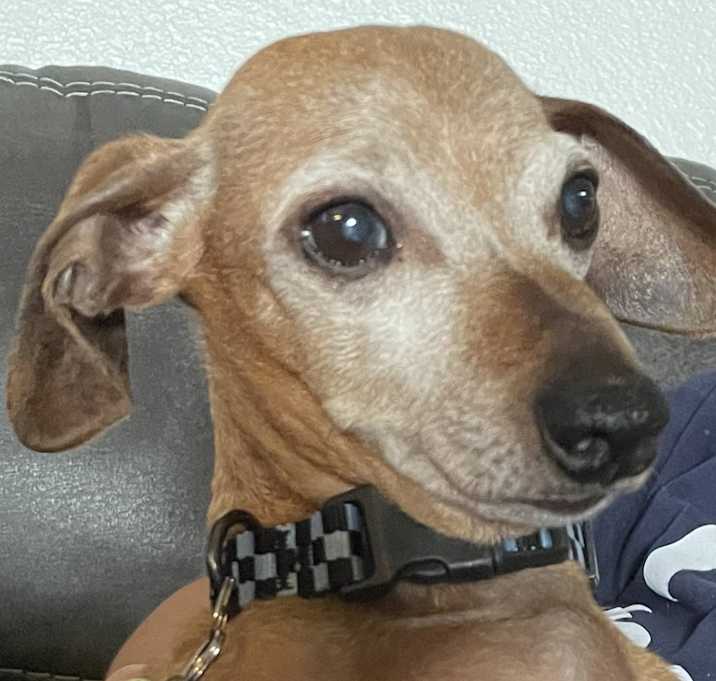 Photo of Harvey