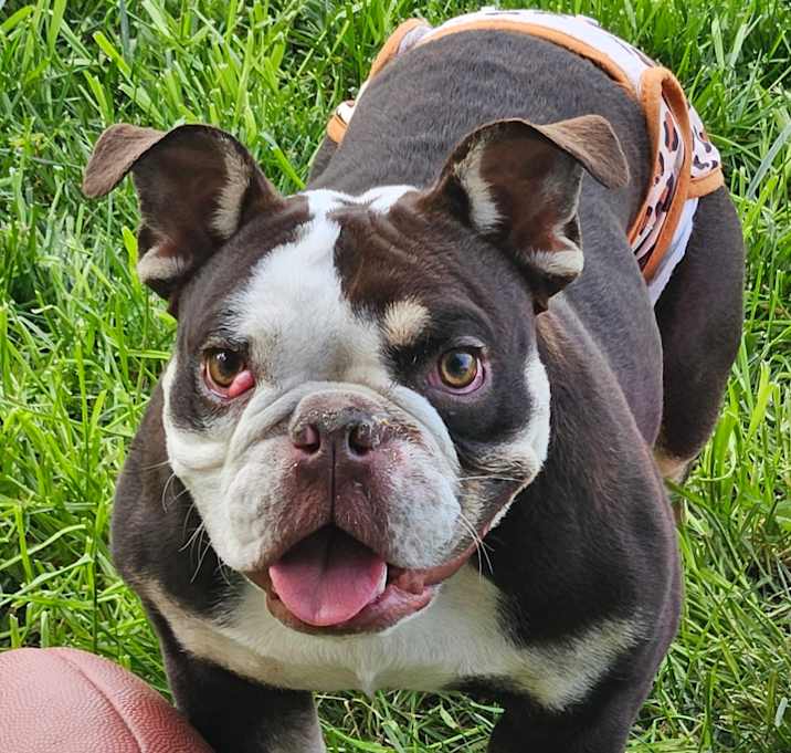 Photo of Bandit