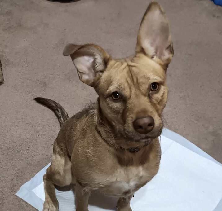 Photo of Wiggles