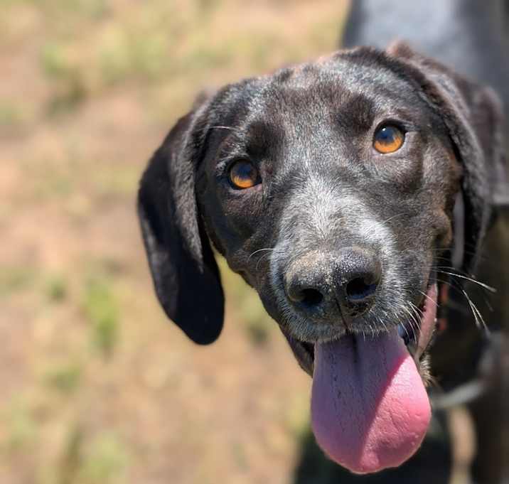 Photo of Midge