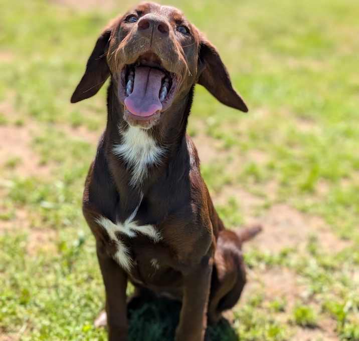 Photo of BonBon
