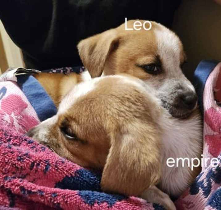Photo of Leeo