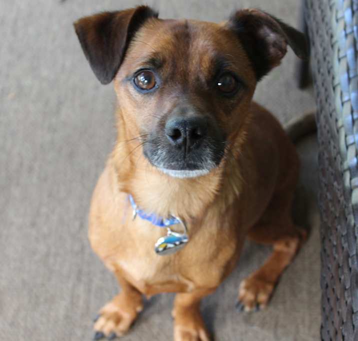 Photo of Milo