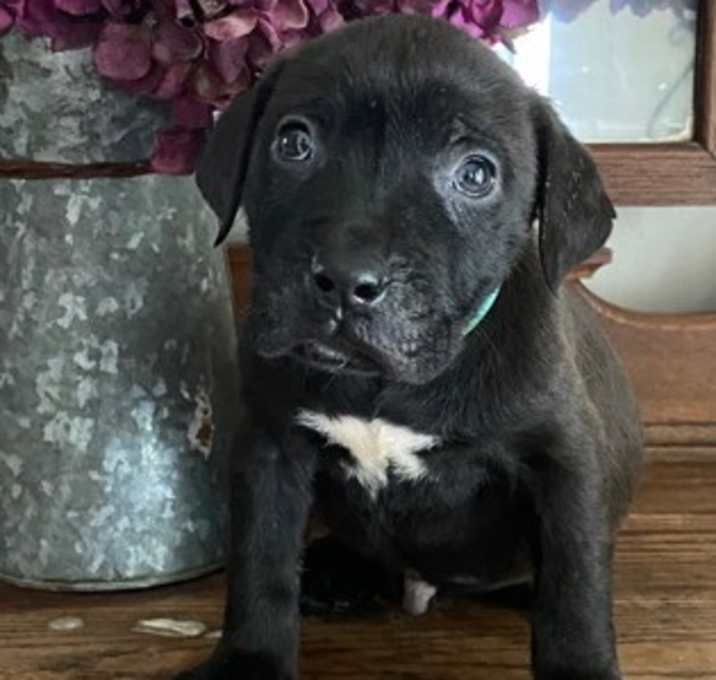 Photo of Vader