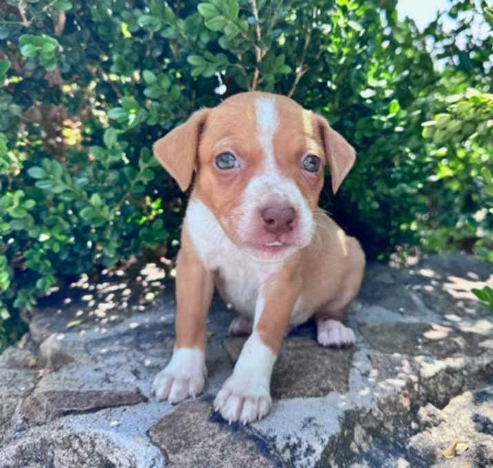 Photo of Rex