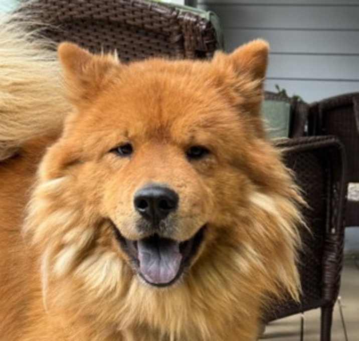 Photo of Cookie