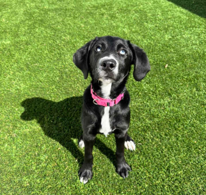 Photo of Stella