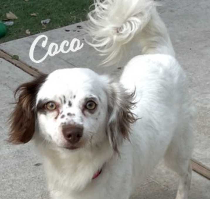Photo of Coco #love-magnet