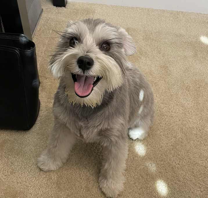 Photo of Nala - courtesy post