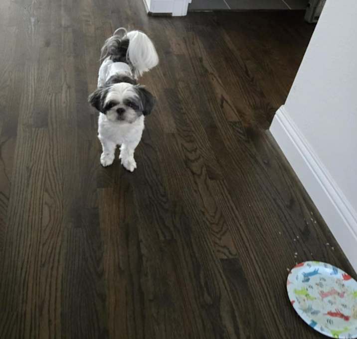 Photo of Pogo