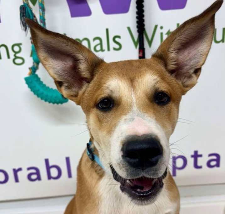 Photo of Scooby