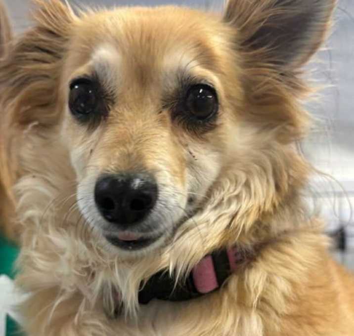 Photo of Honey