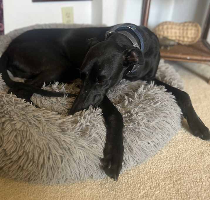 Photo of Cosmo