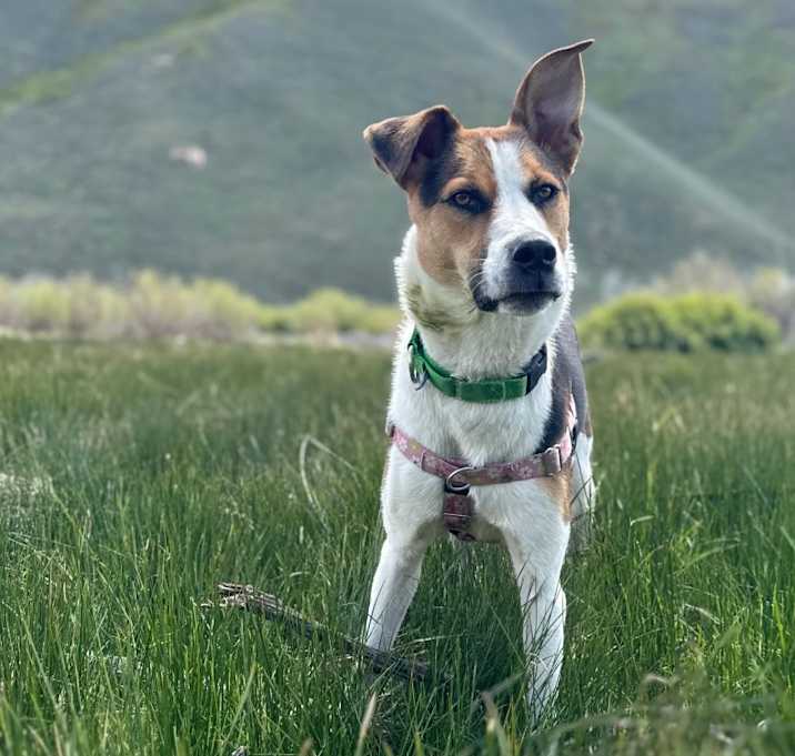 Photo of Rex