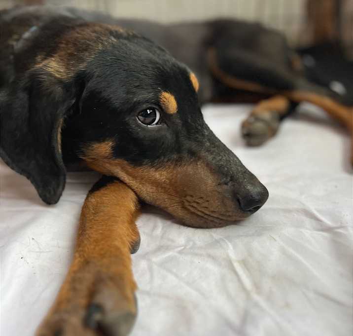 Photo of Mojo