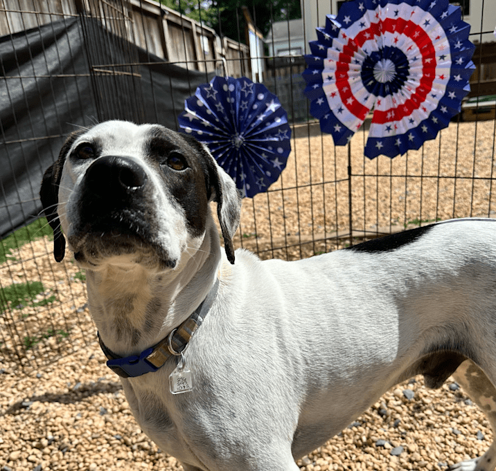 Photo of Domino