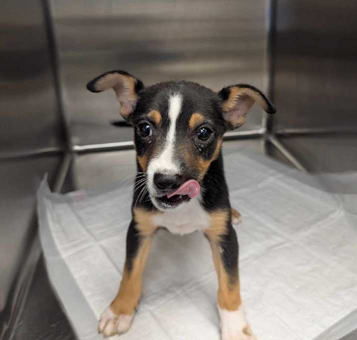 Photo of Maximus 25-05-064