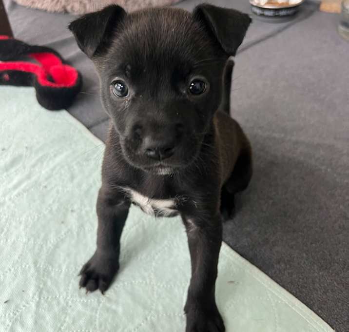 Photo of Leia