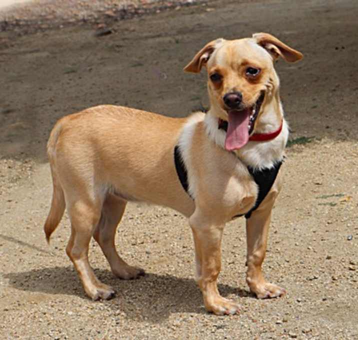 Photo of Milo