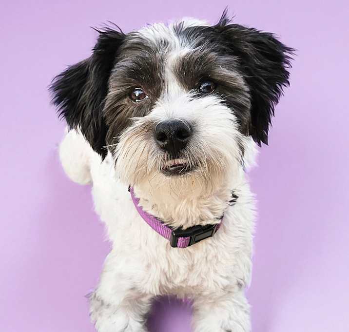 Photo of Violet