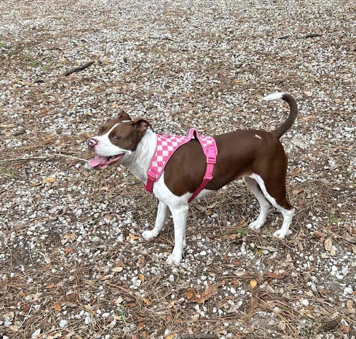 Photo of Remi