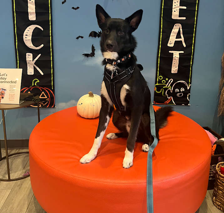 Photo of Maverick