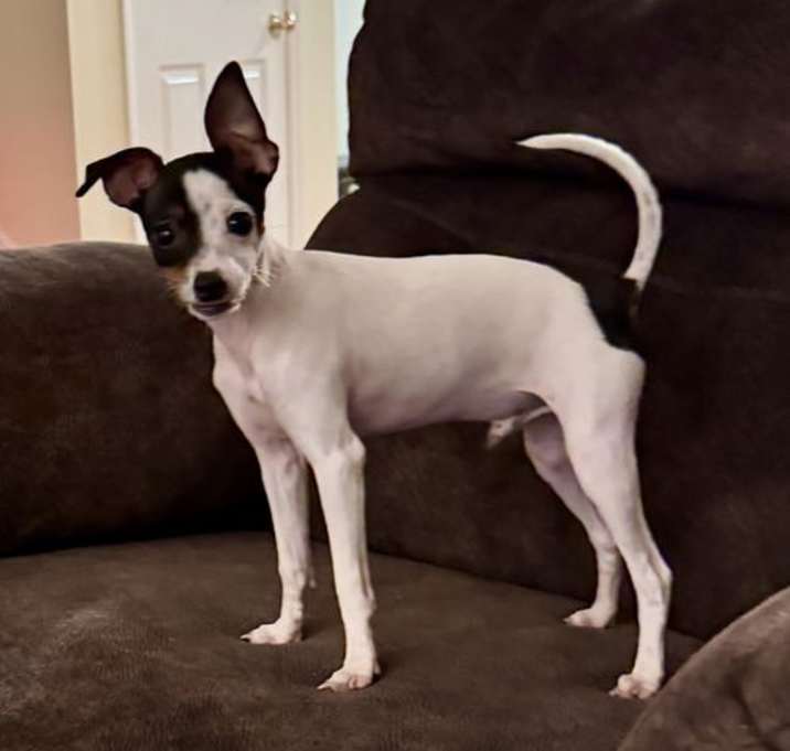 Photo of Bruno