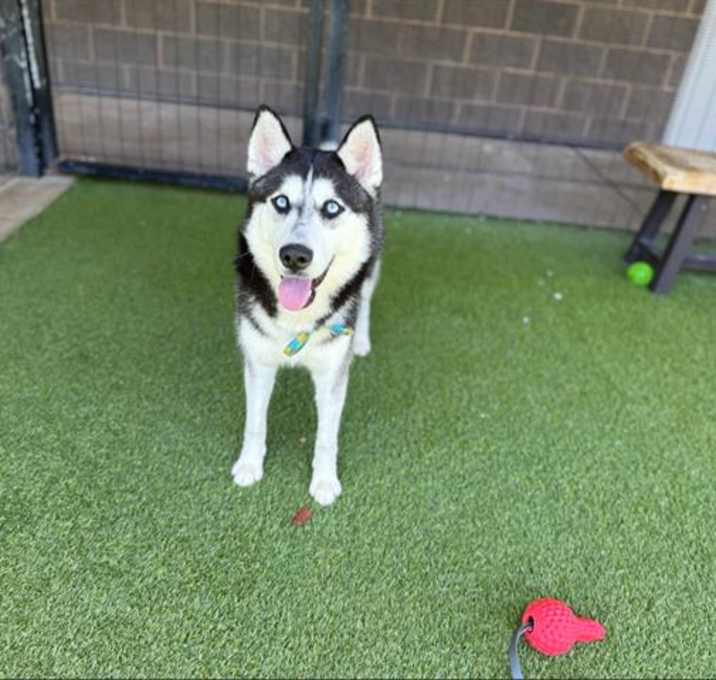 Photo of SWEETIE