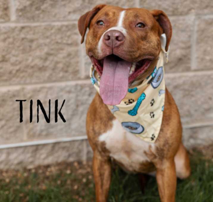 Photo of Tink