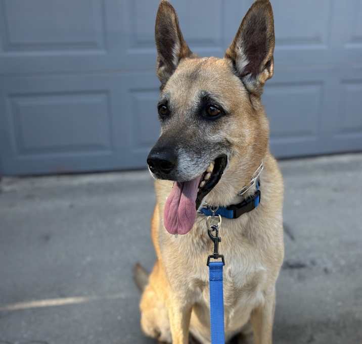 Photo of Rocco
