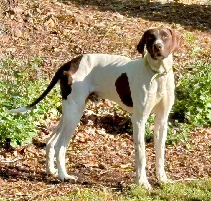 Photo of Ace