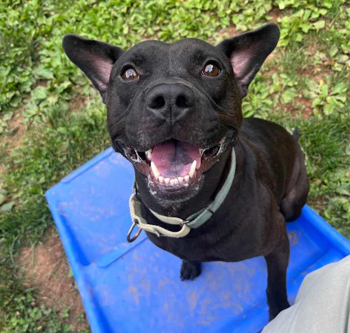 Photo of Louie