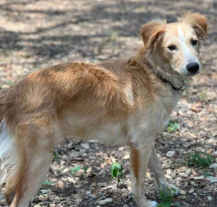 Photo of Tundra