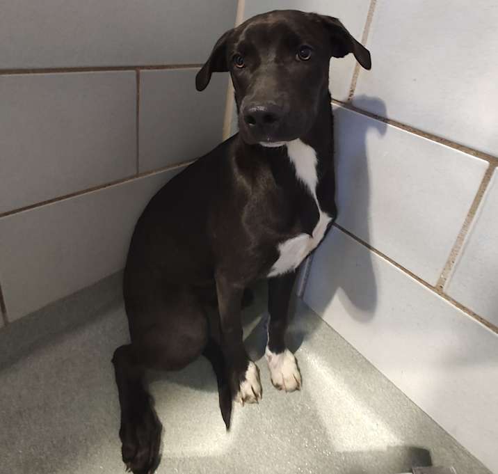 Photo of Domino