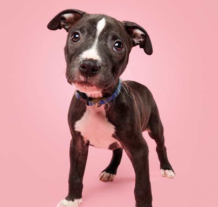 Photo of Wilbur