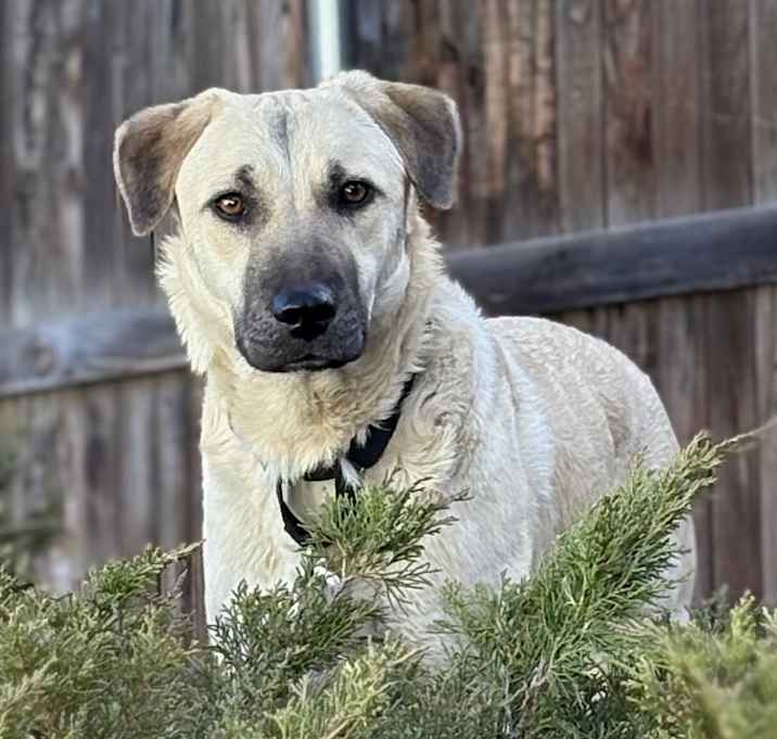 Photo of Luana - Loves Dogs, Potty Trained! Adopt $0