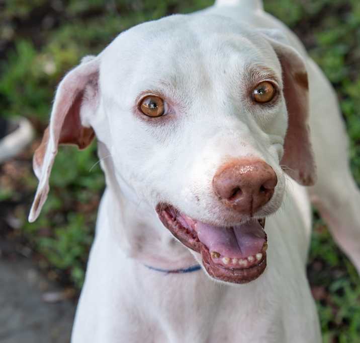 Photo of Daisy 