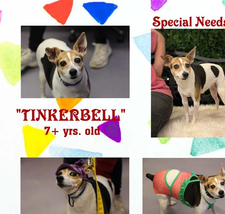 Photo of Tinkerbelle (special needs)