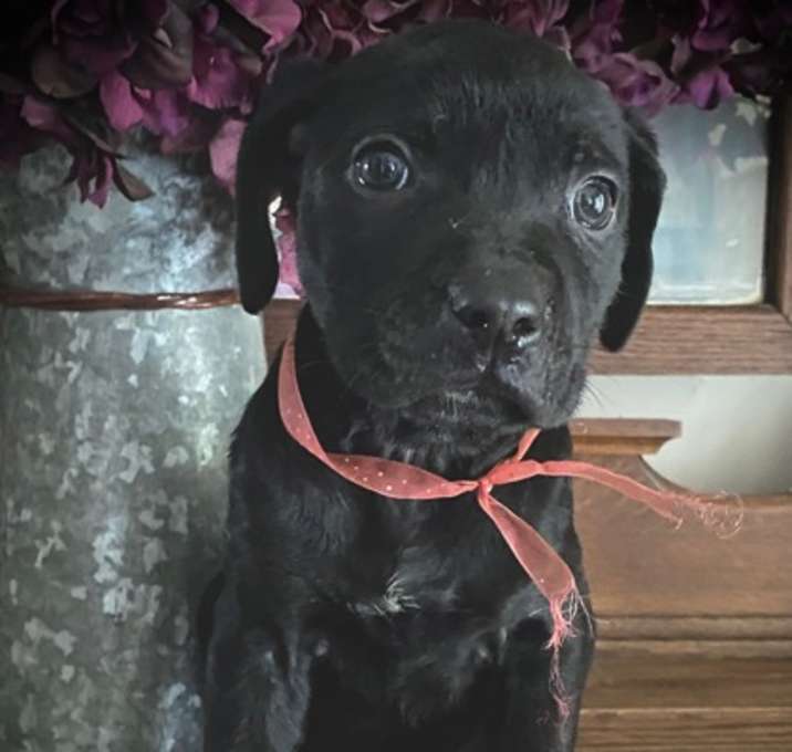 Photo of Ares
