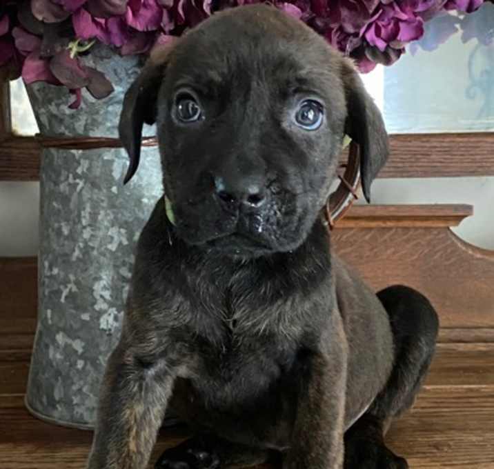 Photo of Atlas