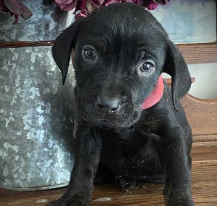 Photo of Nova