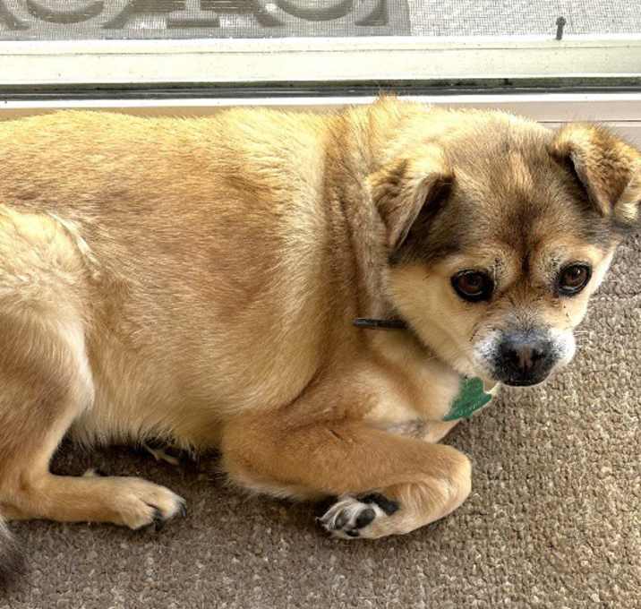 Photo of Benji