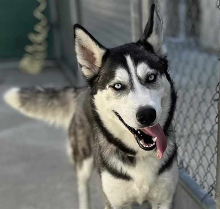 Photo of APOLLO