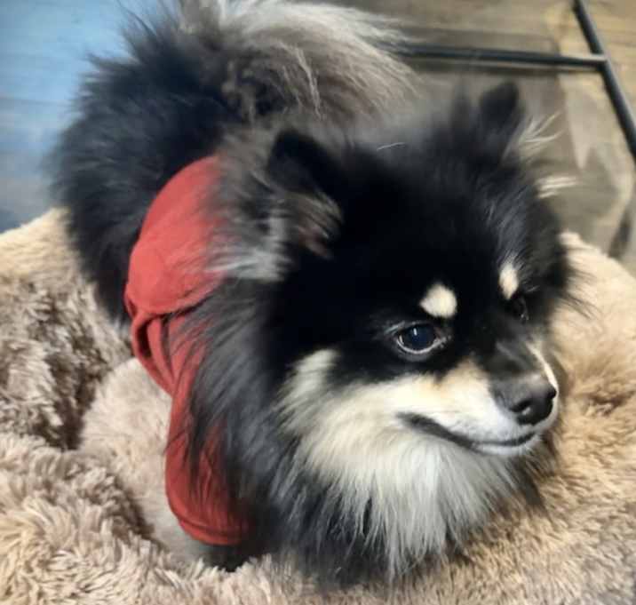 Photo of Bo