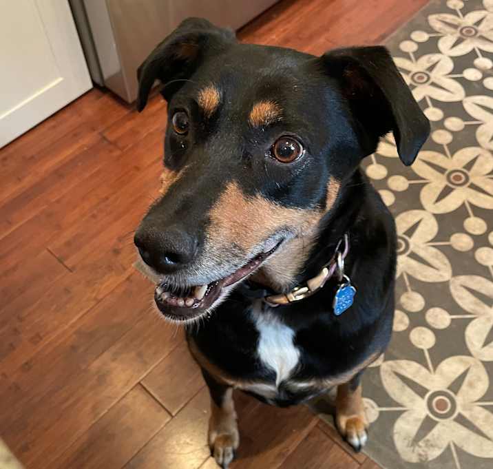 Photo of Rosie