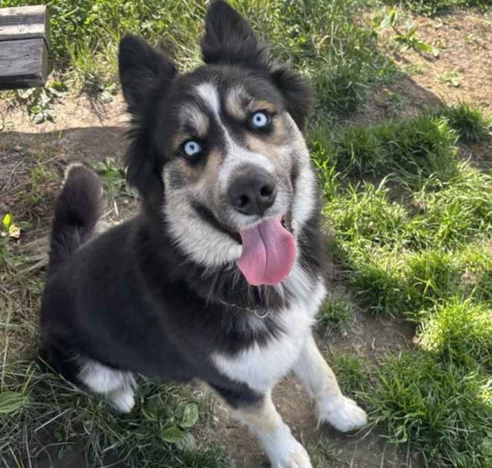 Photo of Louie - Adoption Pending