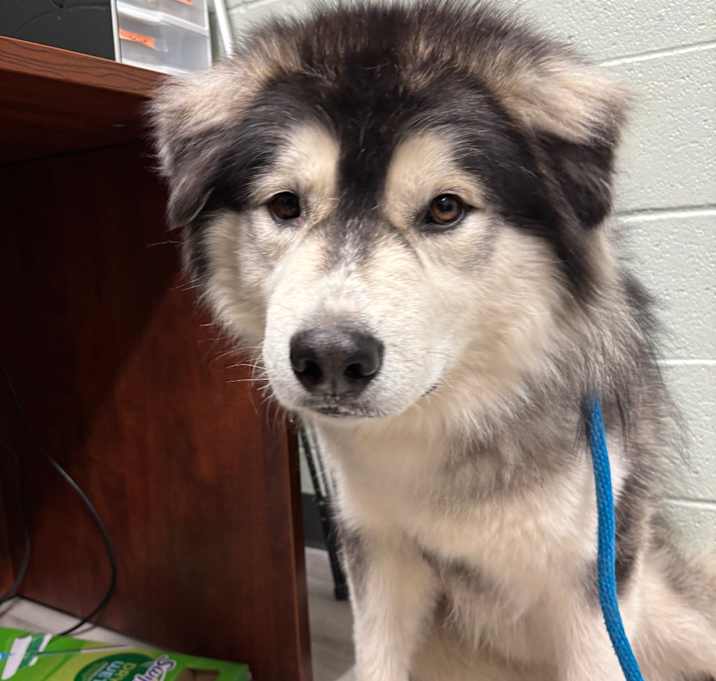 Photo of Loki