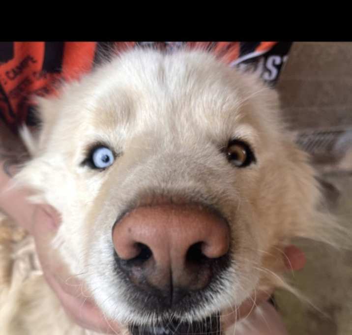 Photo of Lobo