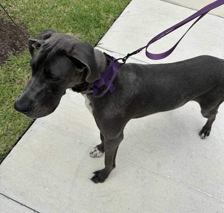 Photo of Nalla